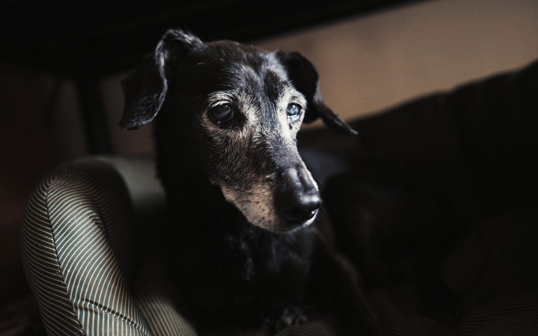 Caring for Senior Pets While You Travel