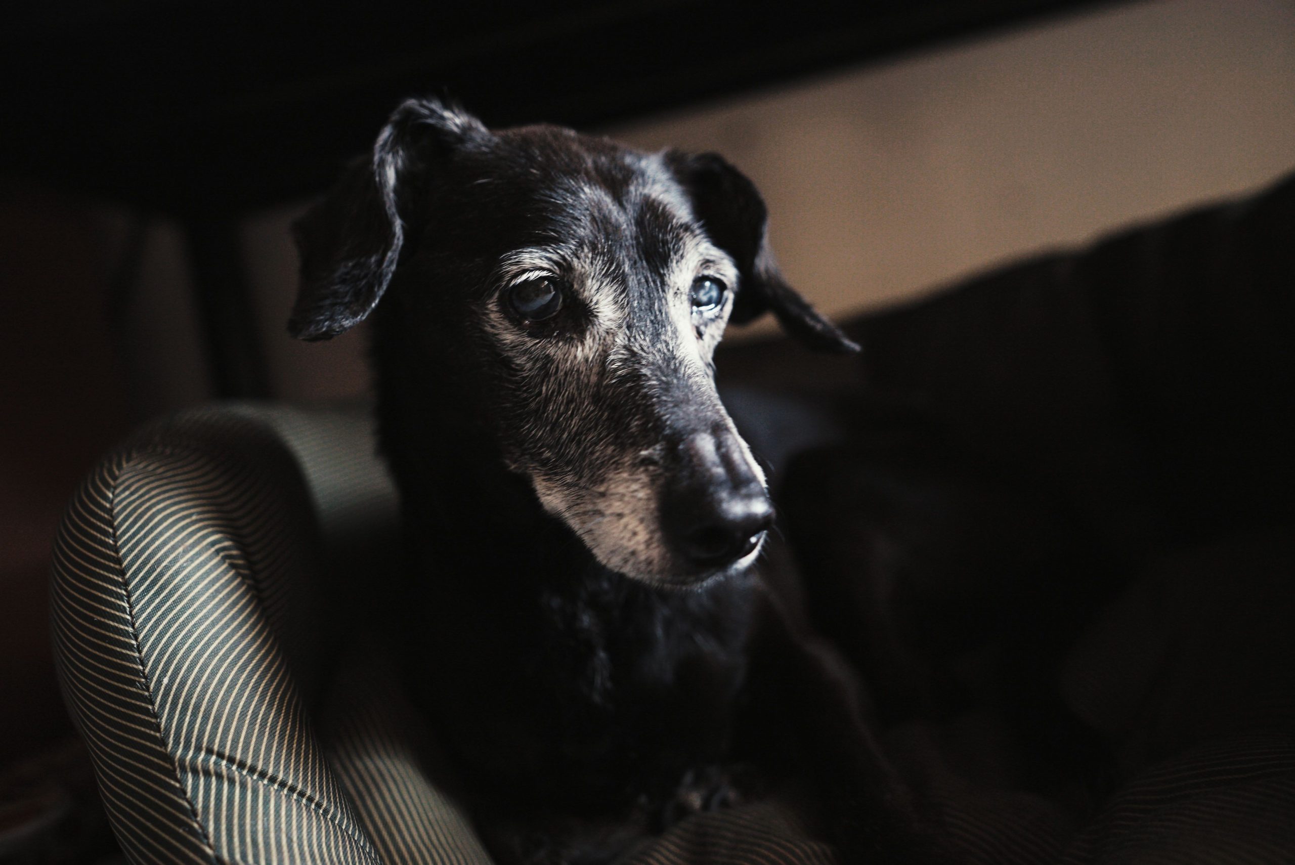 Caring for Senior Pets While You Travel