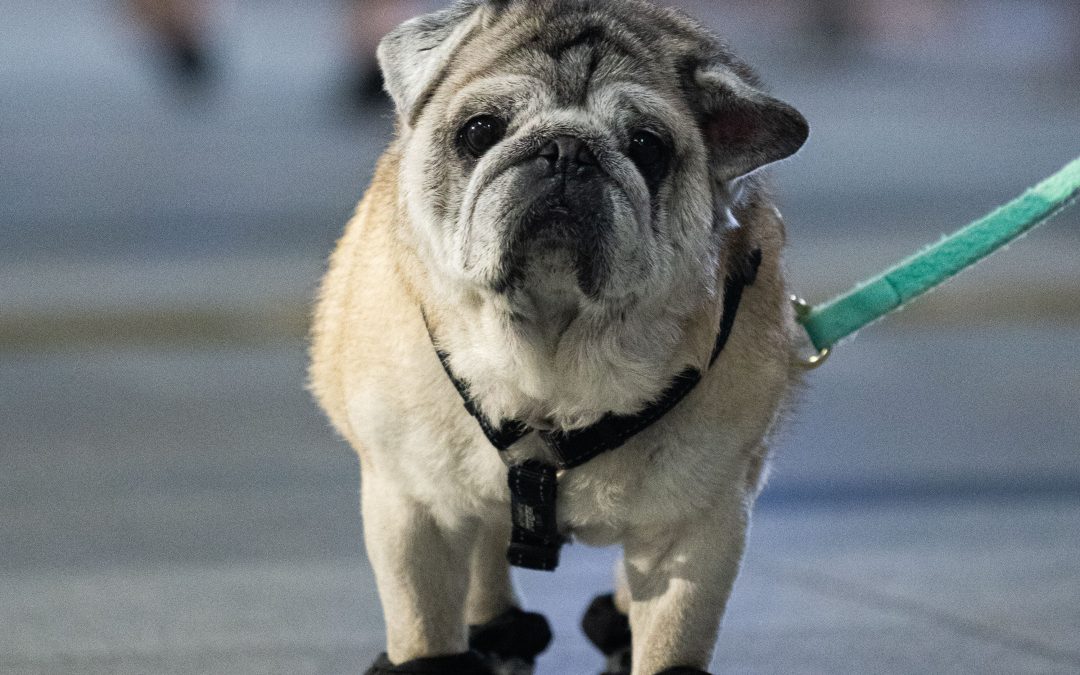 How to Protect Your Pet’s Paws From Hot Pavement in Las Vegas