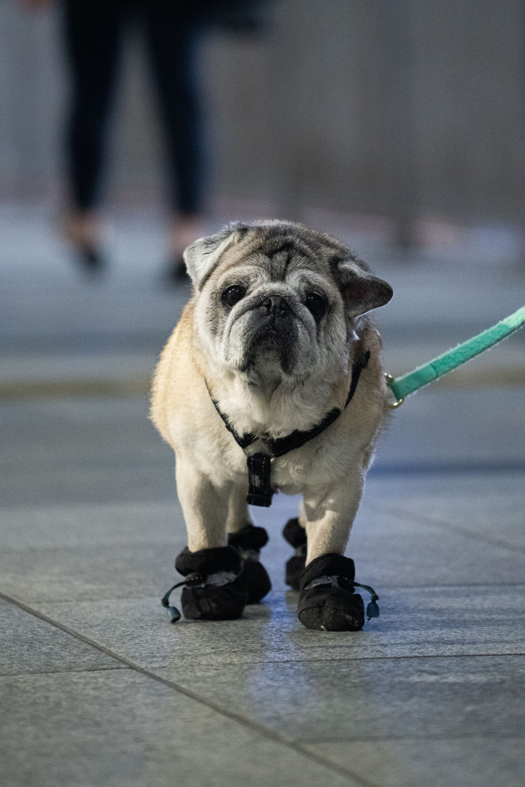 How to Protect Your Pet’s Paws From Hot Pavement in Las Vegas