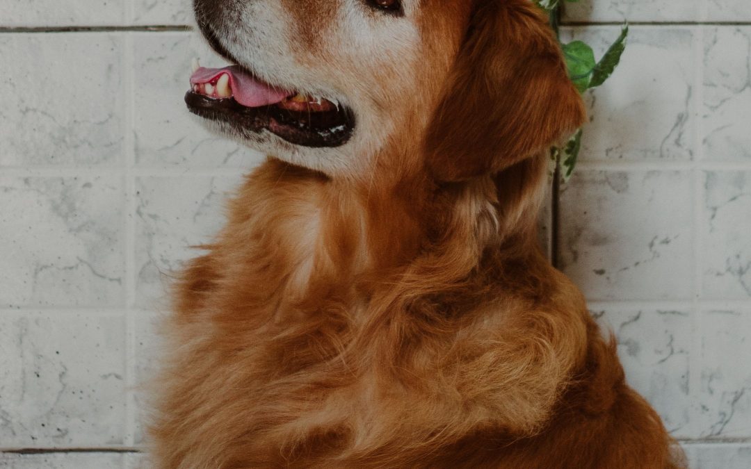How to Reduce Pet Anxiety When You’re Away