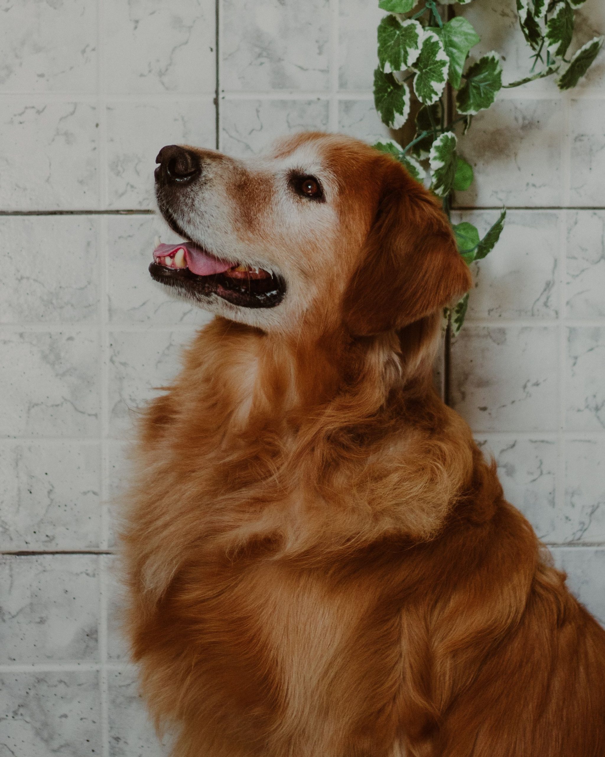 How to Reduce Pet Anxiety When You’re Away