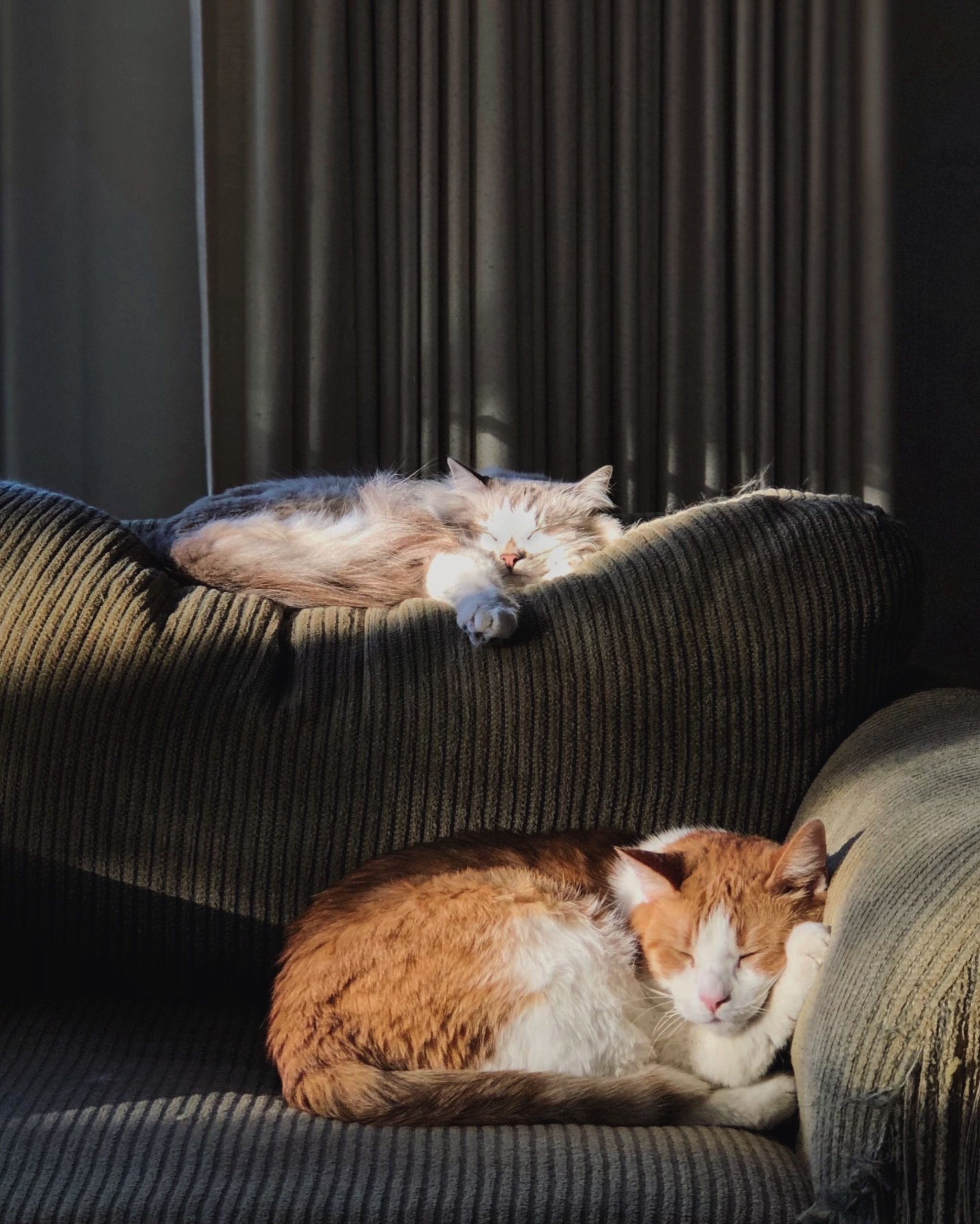 Two orange and white cats sleeping on a couch in southern highlands las vegas during a pet sitting