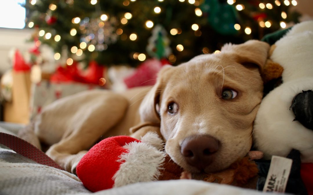 How Early Should You Book a Holiday Pet Sitter in Las Vegas?