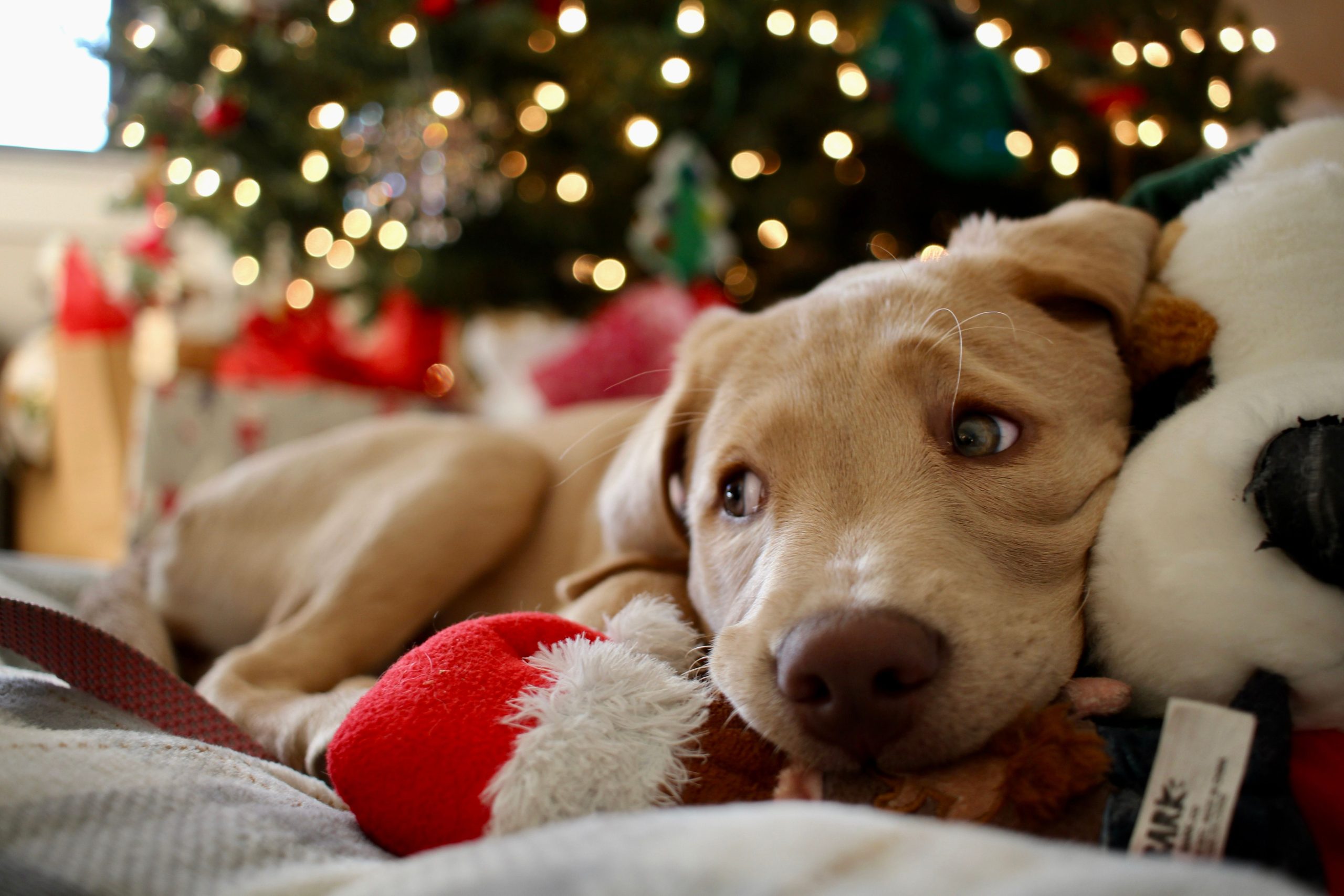 How Early Should You Book a Holiday Pet Sitter in Las Vegas?