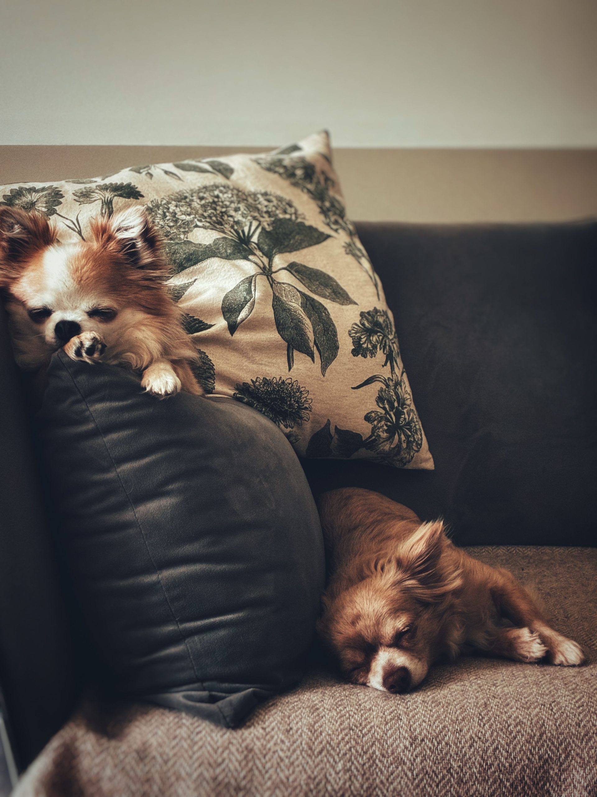 two small brown and white dogs sleeping on a couch during a pet sitting in southern highlands las vegas