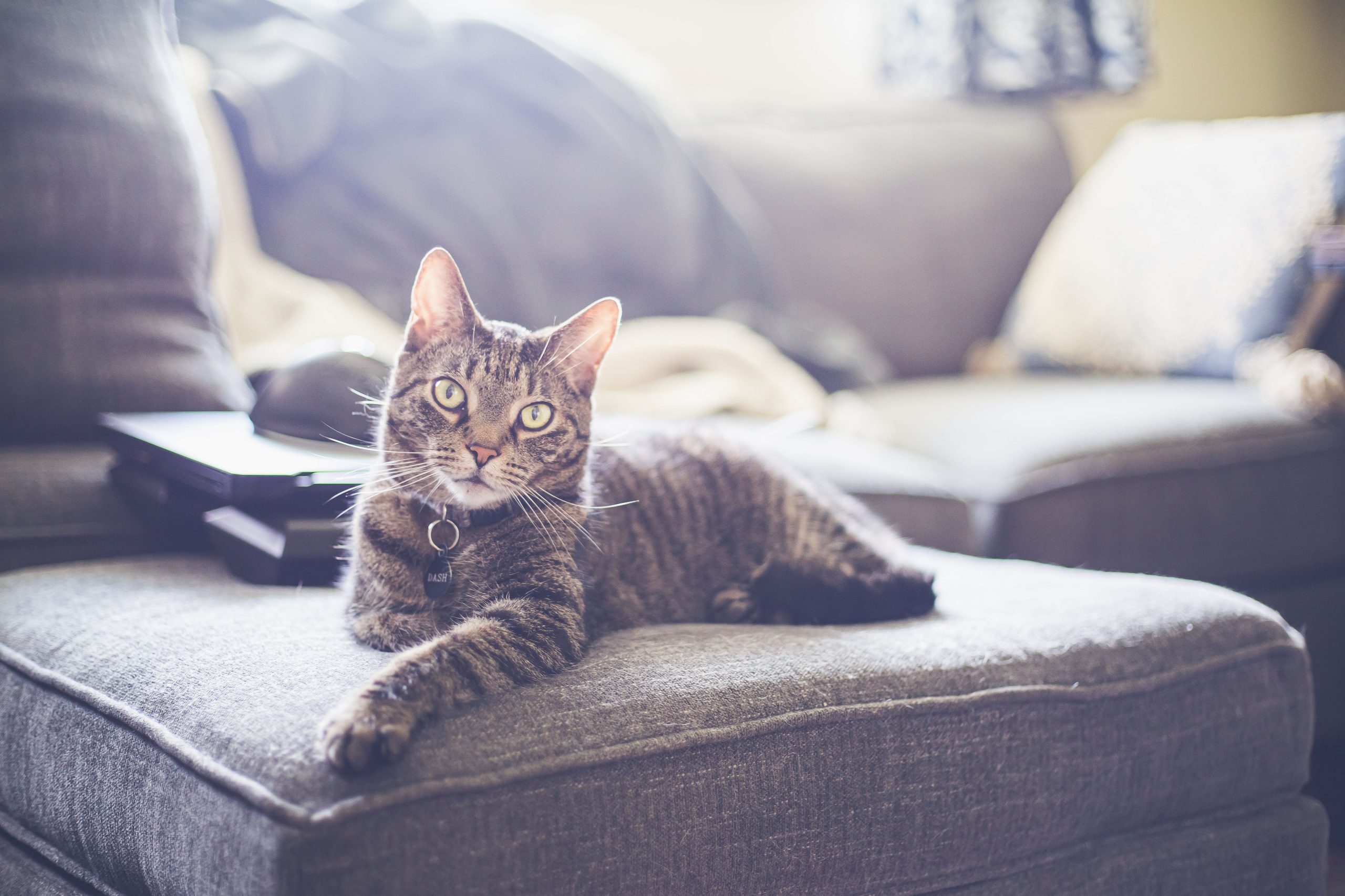 Cat Sitting vs. Boarding: What’s Best for Your Cat in Las Vegas?